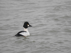 Bucephala clangula americana