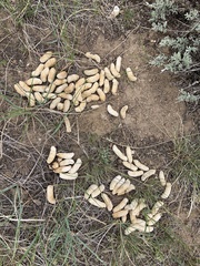 Centrocercus urophasianus