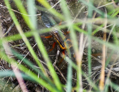 Sphex ichneumoneus