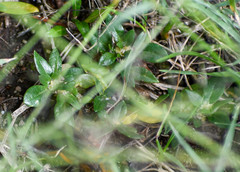 Sphex ichneumoneus