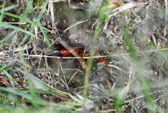 Sphex ichneumoneus