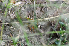 Sphex ichneumoneus
