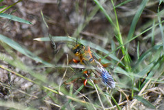 Sphex ichneumoneus