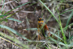 Sphex ichneumoneus