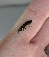 Nitidolimonius resplendens