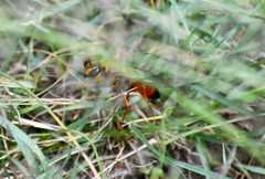 Sphex ichneumoneus