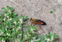 Sphex ichneumoneus