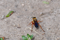 Sphex ichneumoneus