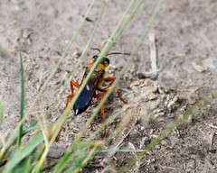 Sphex ichneumoneus