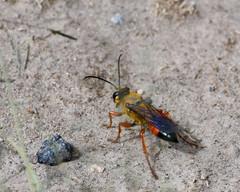 Sphex ichneumoneus