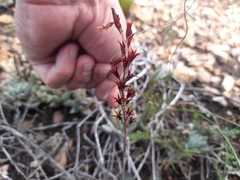 Adromischus inamoenus