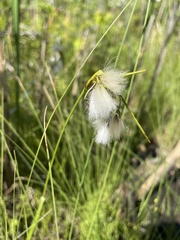 Eriophorum viridicarinatum