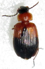 Lebia