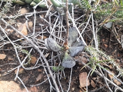 Adromischus inamoenus