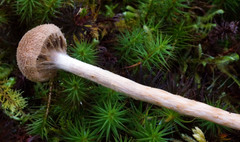 Cortinarius angelesianus