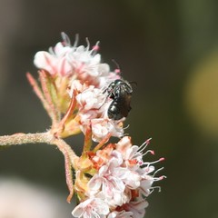 Ceratina acantha