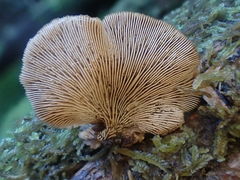 Lentinellus castoreus