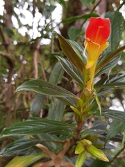 Columnea lepidocaula