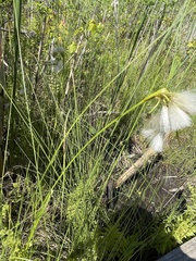Eriophorum viridicarinatum
