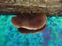 Lentinellus castoreus