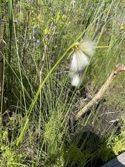 Eriophorum viridicarinatum