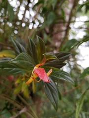 Columnea lepidocaula