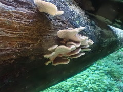 Lentinellus castoreus