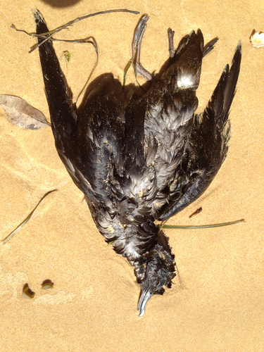 Ardenna tenuirostris