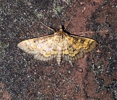 Diacme elealis
