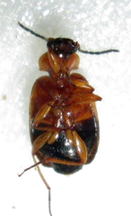 Lebia