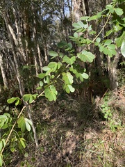 Senna pendula glabrata