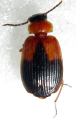 Lebia