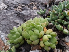 Haworthia cymbiformis