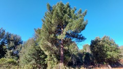 Pinus nigra laricio