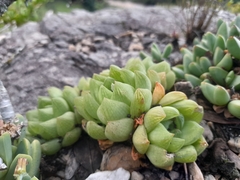 Haworthia cymbiformis