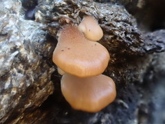 Lentinellus pulvinulus