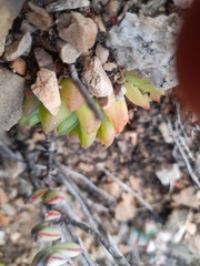 Haworthia cymbiformis