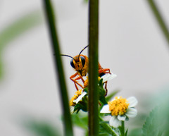 Sphex ichneumoneus