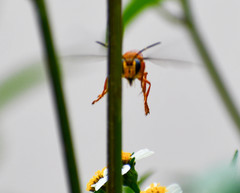 Sphex ichneumoneus