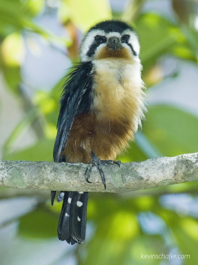 Asian Falconets