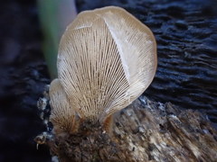 Lentinellus pulvinulus