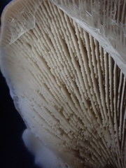 Lentinellus pulvinulus