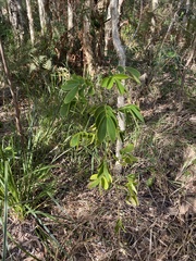 Senna pendula glabrata