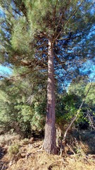 Pinus nigra laricio