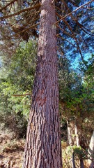 Pinus nigra laricio