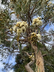 Corymbia eximia