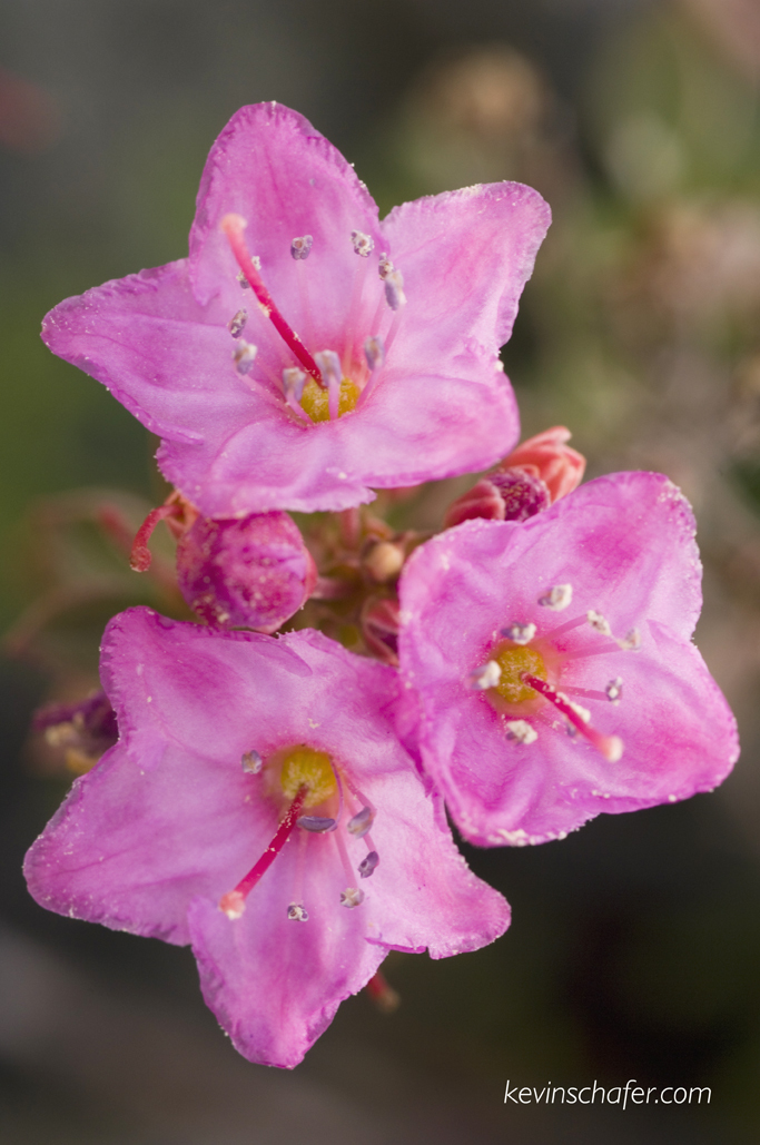 Kalmiopsis leachiana