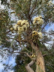 Corymbia eximia