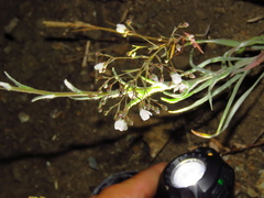 Hesperolinon spergulinum