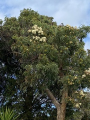 Corymbia eximia